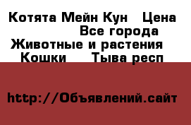 Котята Мейн Кун › Цена ­ 15 000 - Все города Животные и растения » Кошки   . Тыва респ.